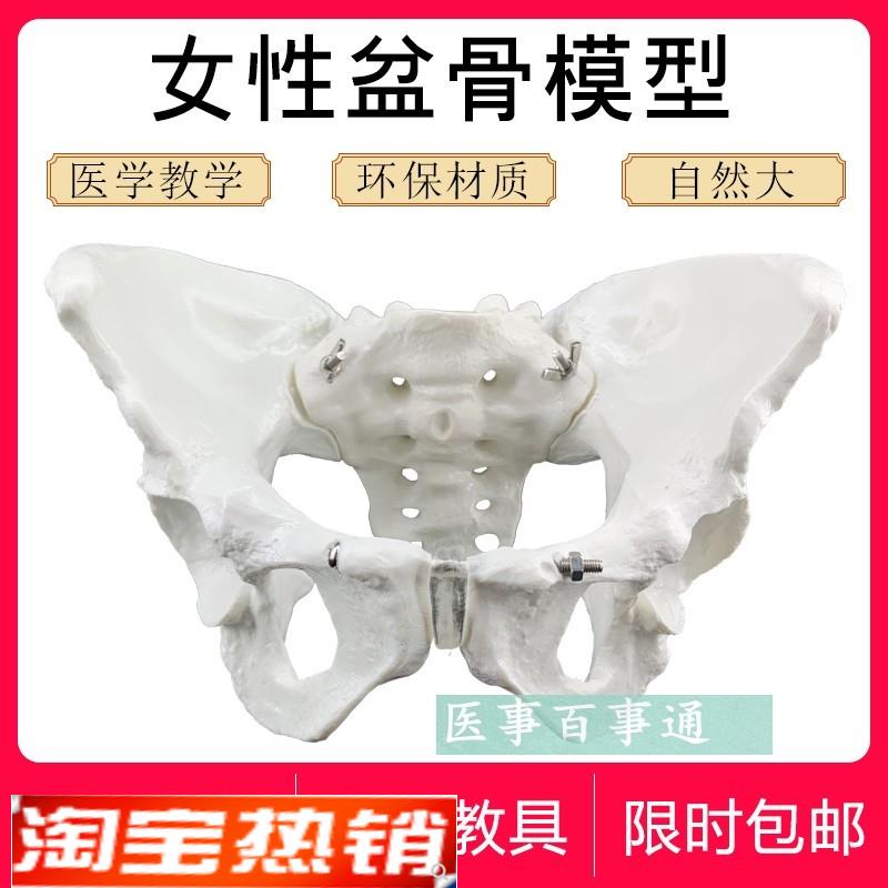 自然大女性盆底肌模型|骨盆直观教学骨骼 人体骨盆示教 盆骨模具