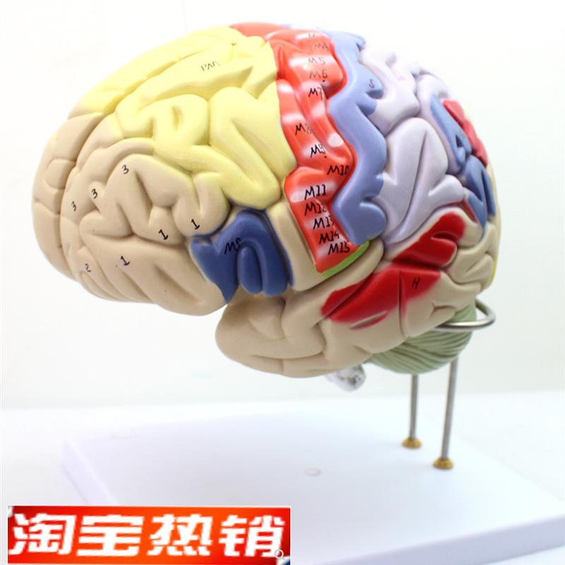 ENOVO颐诺医学大脑皮层躯体运动 人体大脑解剖模型心理教学躯干四