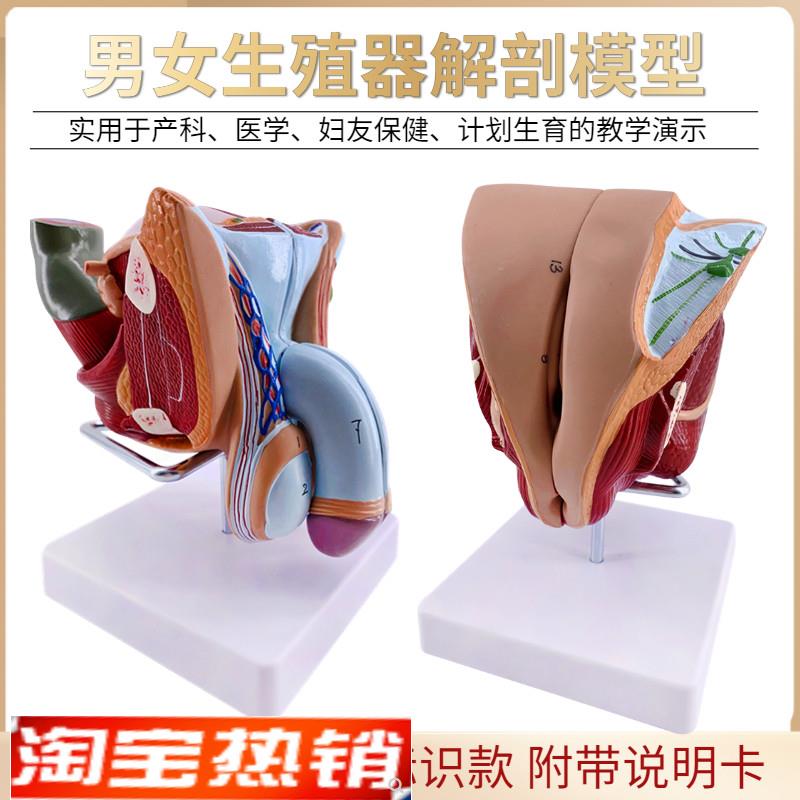 教学女性男性生殖器泌尿系统标本内外生殖器睾丸解剖模型医疗教具