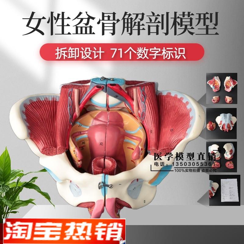 女性骨盆模型盆底肌带生殖器血管神经肌肉子宫人体解剖教学医学