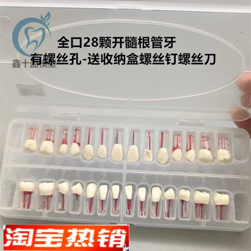 带髓腔根管牙粒树脂牙开髓牙粒全口28颗牙医考试练习备牙模型牙科