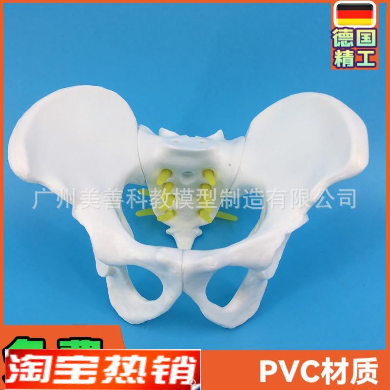 小型女性骨盆 妇科检查模型骨盆标本骨盆演示模型女性盆骨模型