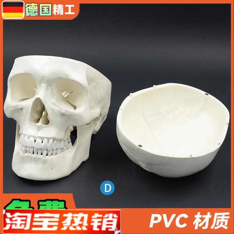 德国】1比1大人体头骨模型成人头颅骨仿真骷髅头骨教学 美术标本