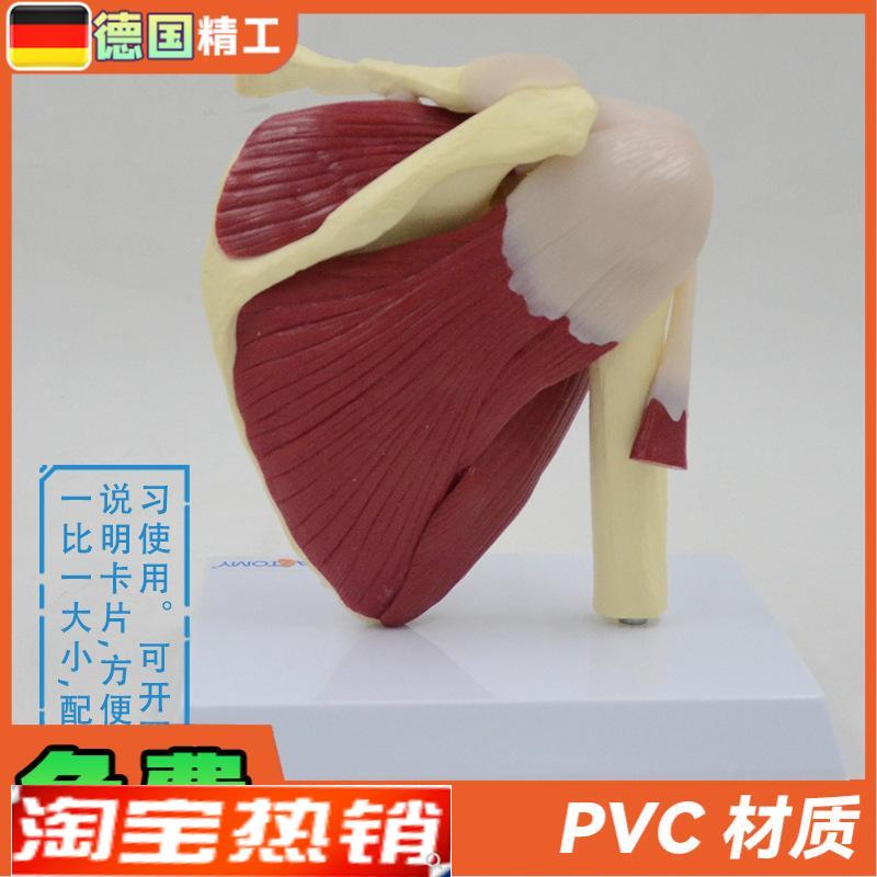 德国】肩关节模型附韧带肌肉骨骼结构锁骨肱骨肩胛骨肩部结构造教
