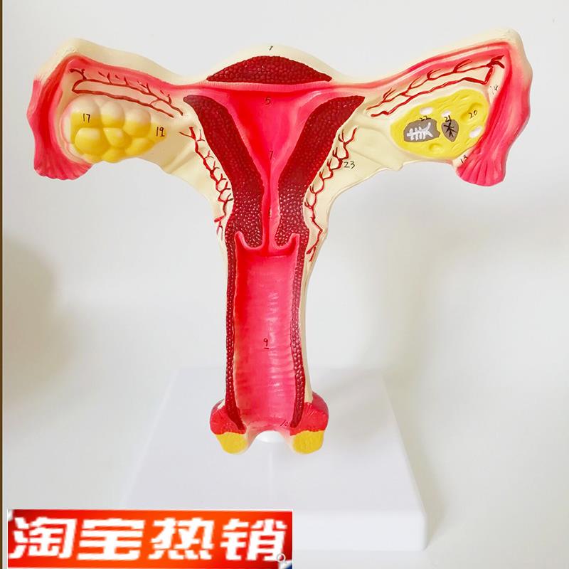 子宫模型生殖器女性器官解剖人体教学教仪医用教具包邮厂家直销