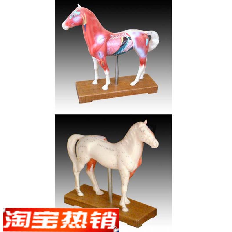 中医用马体针灸模型教学经络穴位训练示教模具标本橡皮