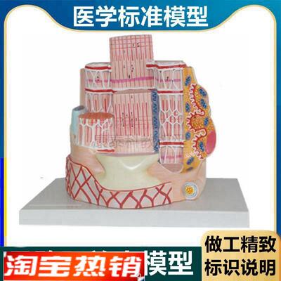 骨骼肌模型 横纹肌 肌肉组织 骨骼肌纤维 肌细胞 skeletal muscle