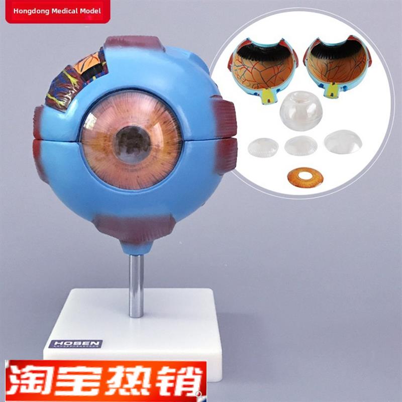 眼球模型人眼结构6倍放大可拆卸式视力教学眼镜医学教学模具
