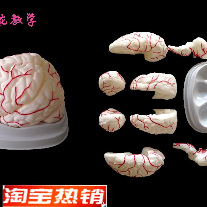 向阳花正品 人脑模型 脑解剖脑动脉模型 医用大脑模型包邮