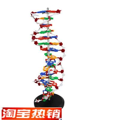 dna模型高中生物课仪器蛋白质二级结构人体细胞医学染色体中学实