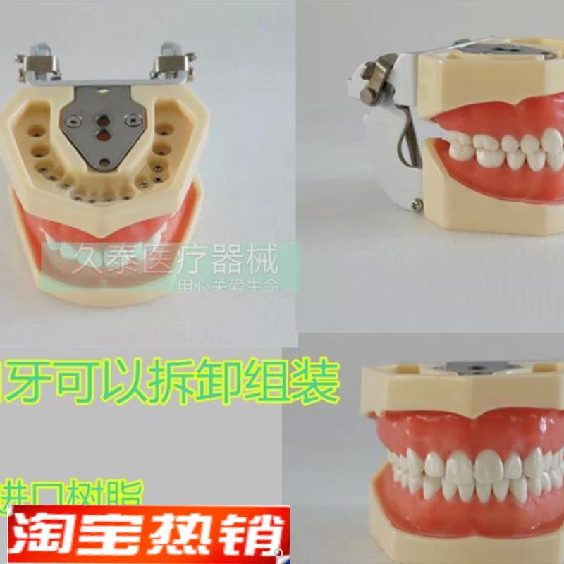 包邮标准牙颌模型口腔科备 全口牙齿可替换 日进牙颌配FE咬合架