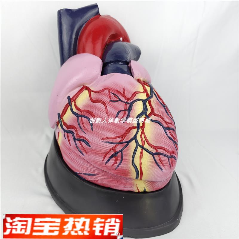 大号人体心脏解剖模型五倍可拆卸器官内脏 B超彩超医学用教学玩具