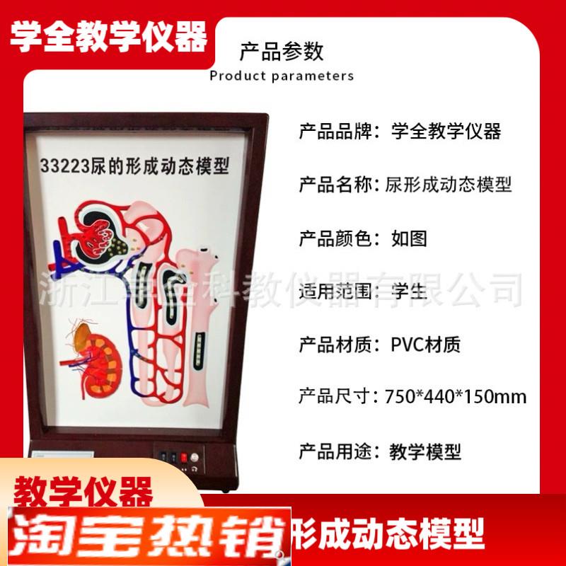 尿的形成动态模型电动高中生物理液过程演示实验仪器师教学