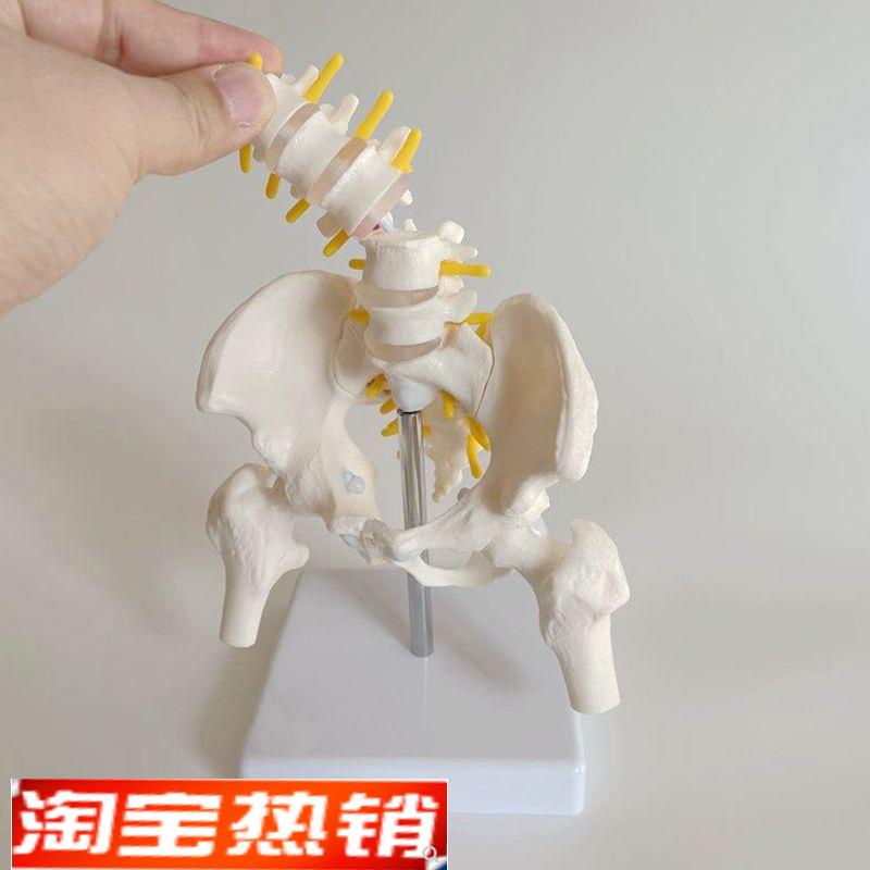 女盆骨模型关节可活动拆卸月嫂家政产后康复功能练习盆底肌修复用