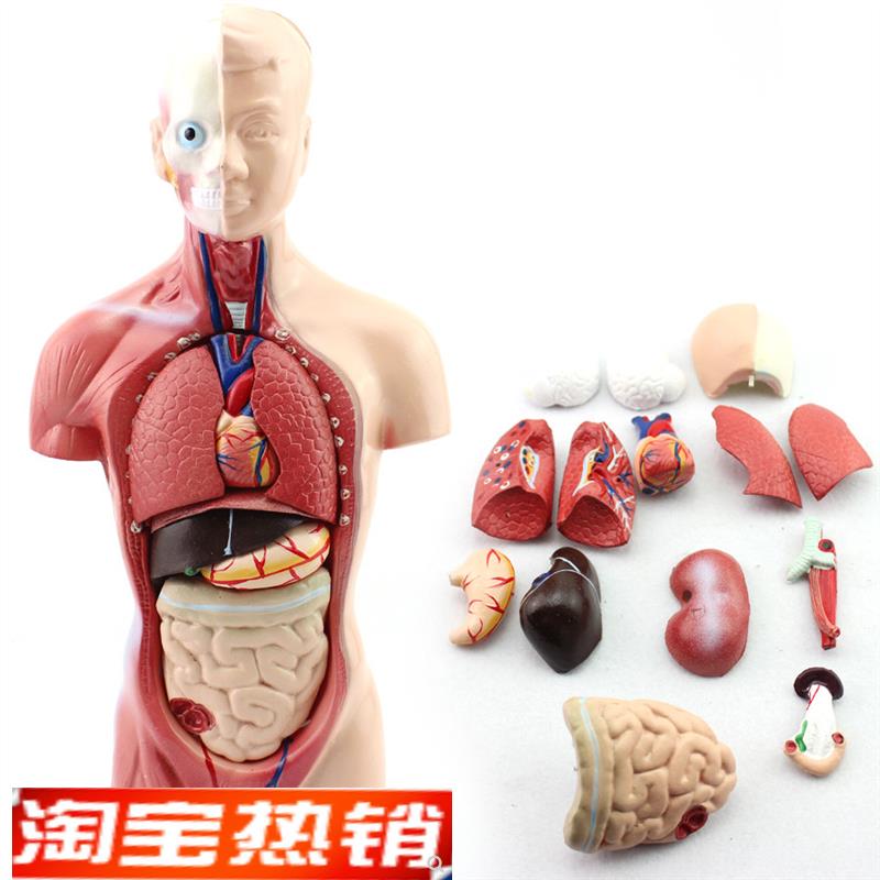 幼儿园/早教体验馆中小学教育26CM躯干模型 人体解剖器官结构模型