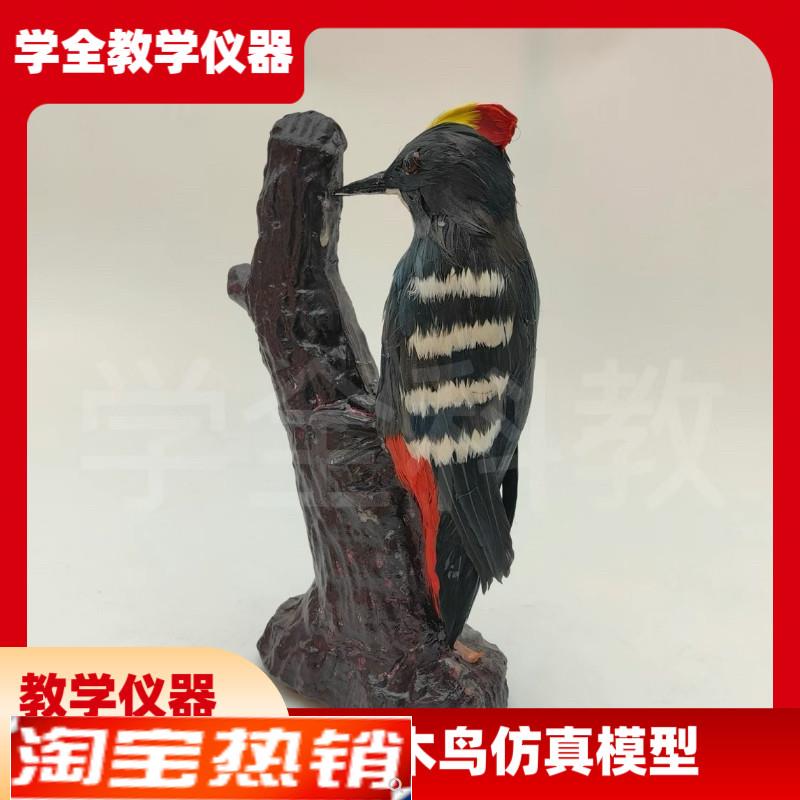 儿童玩具装饰仿真动物小鸟模型摆件啄木鸟八哥麻雀绿鸠家居工艺品