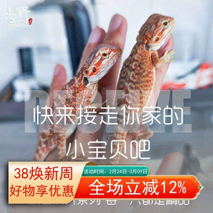 鬃狮蜥蜴活的宠物幼体入门级爬宠异宠温顺不咬人柑橘红系超白zero