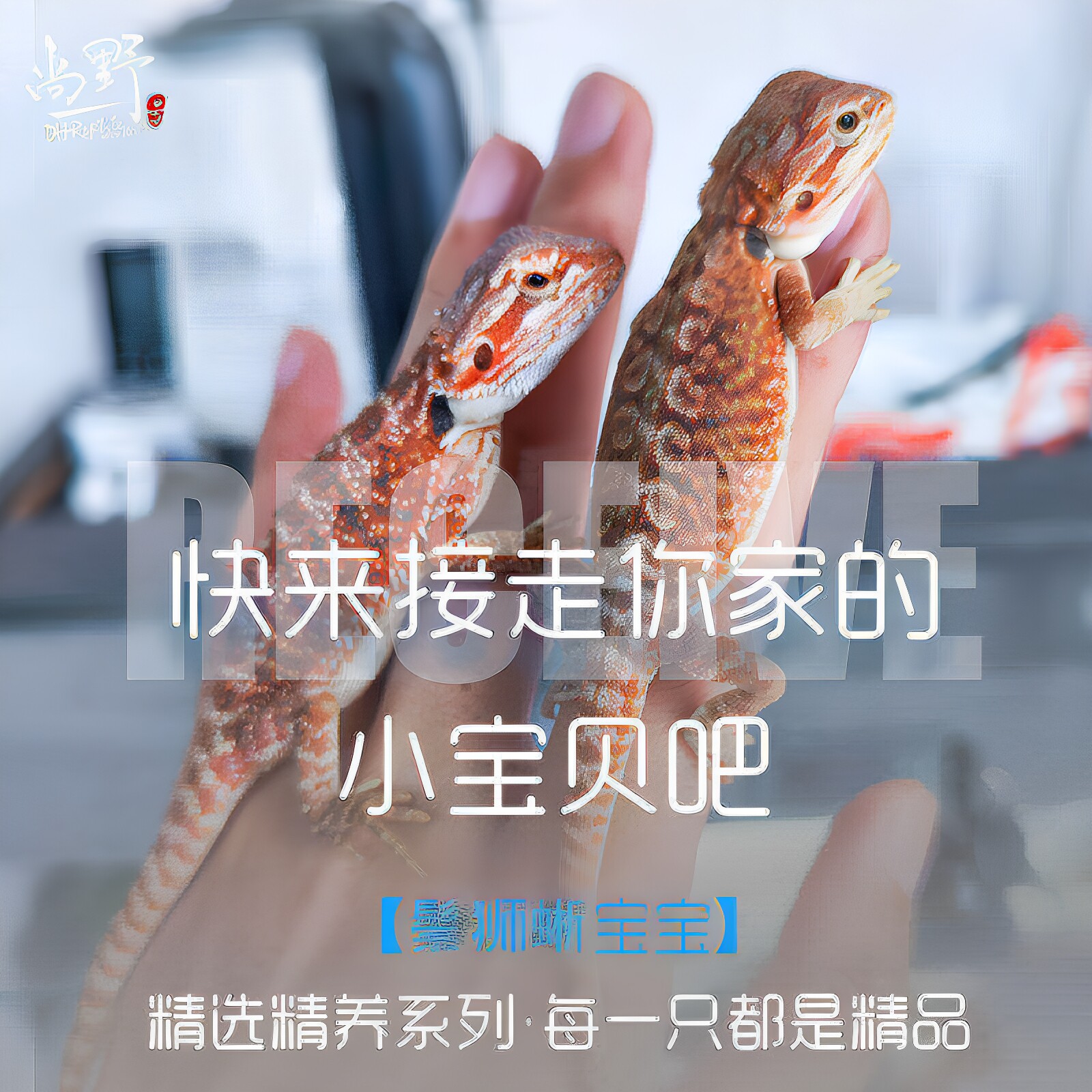 尚野DH鬃狮蜥宠物顺丰包邮包活