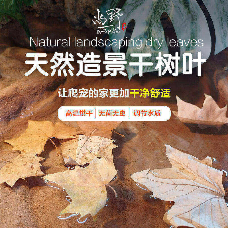 天然造景干树叶爬宠蛇类蜥蜴类龟类造景垫材爬宠箱爬箱水质调节风