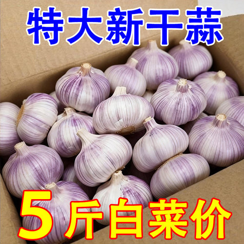 2025年新鲜山东金乡紫皮大蒜头特大干蒜多瓣农家蔬菜批发蒜瓣新蒜
