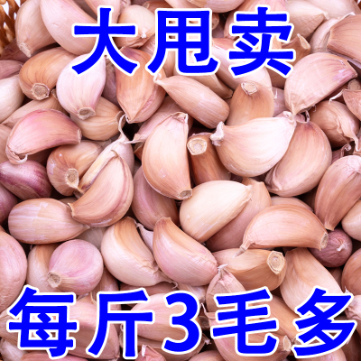 山东大蒜头籽干蒜5斤紫皮蒜头红根寒蒜批发蒜种子农家川蒜苔蒜苗