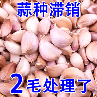 正宗山东红皮大蒜5斤新鲜干蒜蒜瓣老品种红蒜蒜种多瓣蒜可食可种