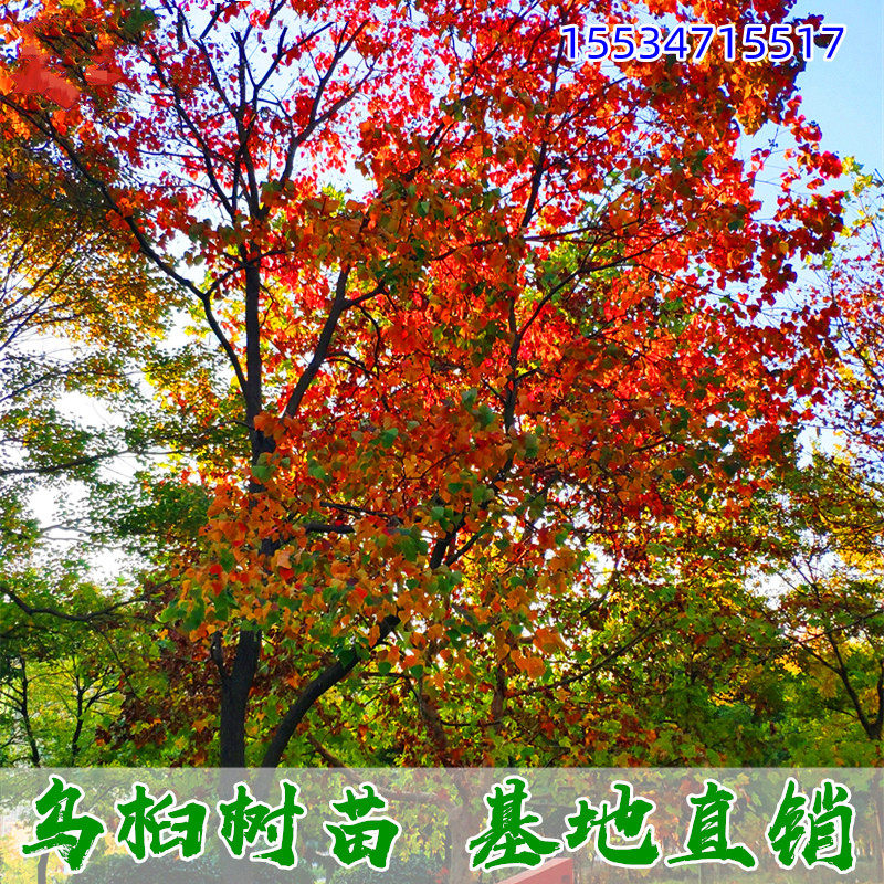 全年红叶树种 红叶树种类大全 4 伤感说说吧