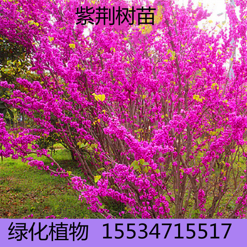 丛生紫荆花树苗庭院盆栽风景树满条红四季种植耐寒观赏绿化工程苗
