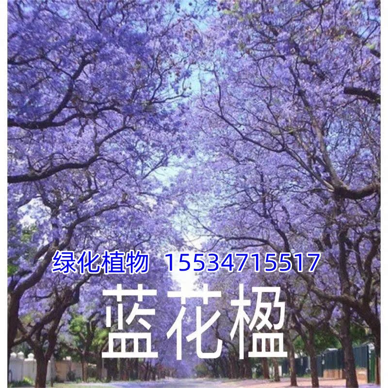 凤凰木树苗蓝花楹南北庭院种植耐寒盆栽植物风景火焰树盆栽地栽