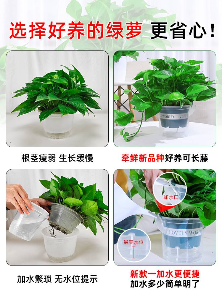 绿萝盆栽室内植物除甲醛水植绿箩