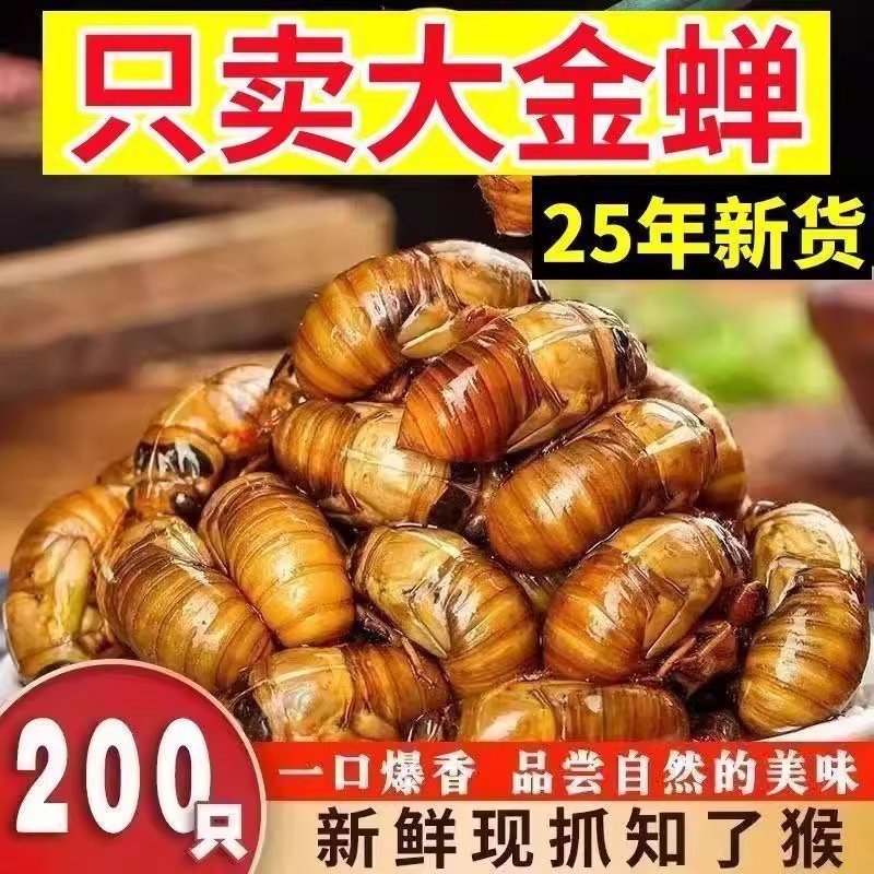 2025现捕纯野生大知了猴金蝉新鲜100只50只活体冷冻结了龟爬叉猴