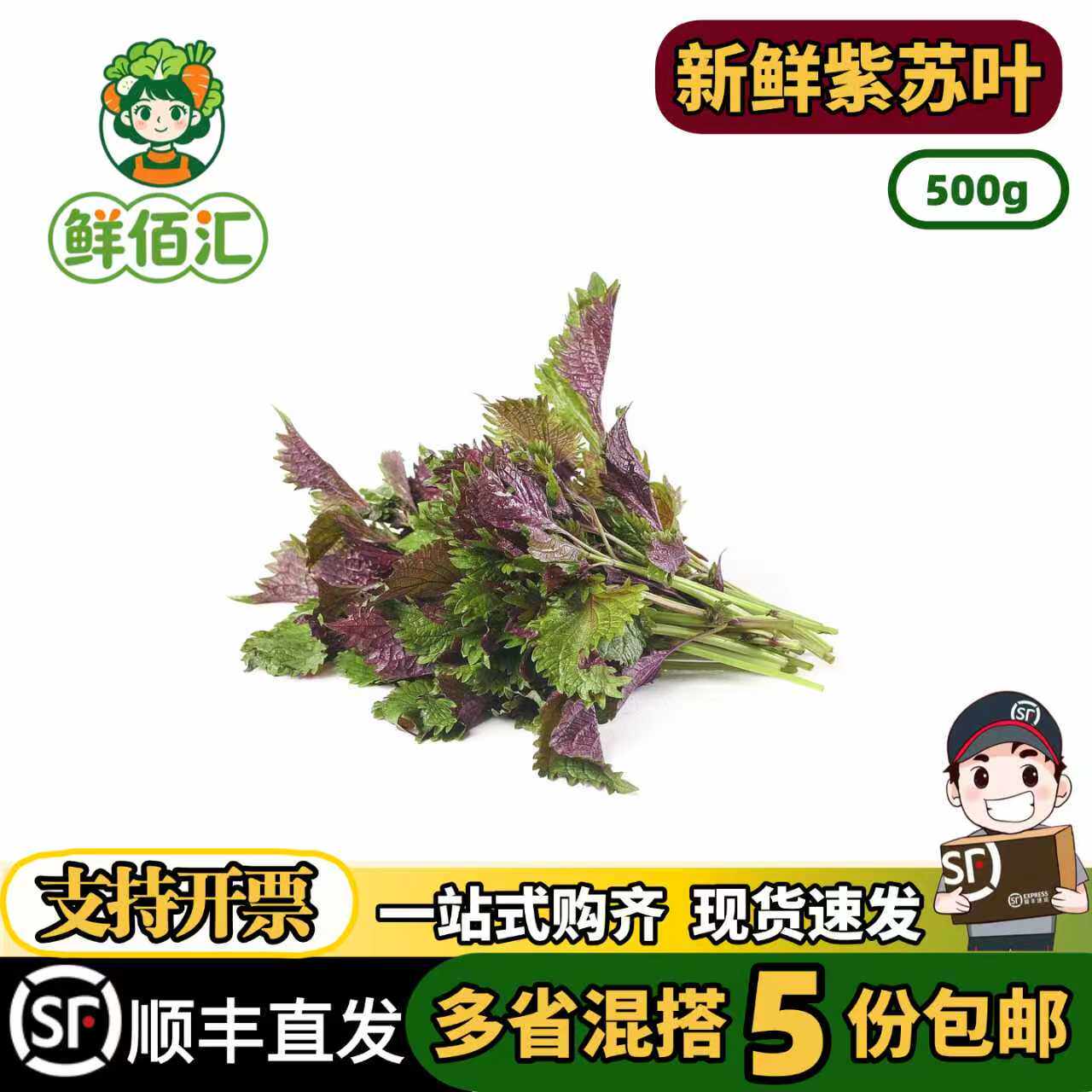 新鲜现摘紫苏紫苏叶食用鱼虾可去腥香料苏子叶烤肉鱼生带长杆发货