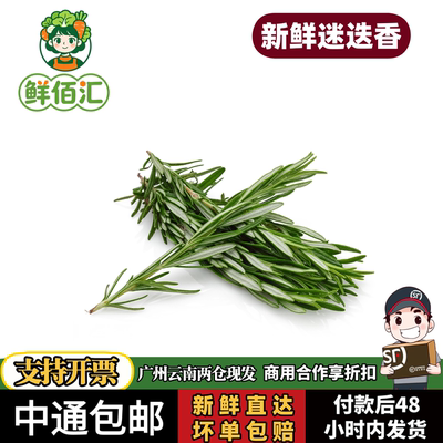 云南新鲜迷迭香西餐摆盘烧烤香料