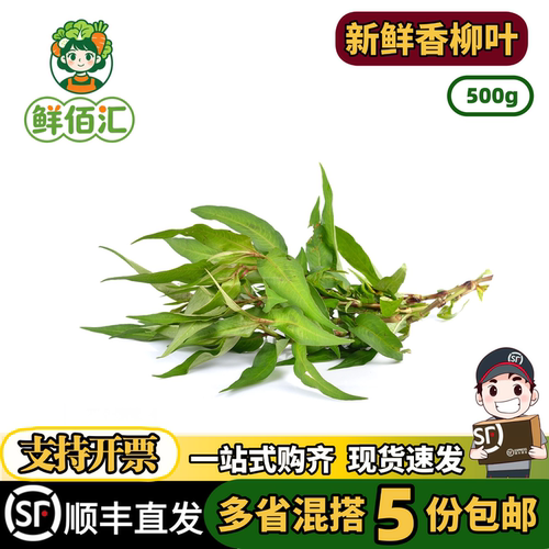 新鲜香柳叶鱼生草叻沙叶香蓼辣蓼草拉萨叶拉莎叶500g鱼生越南香菜 - 封面