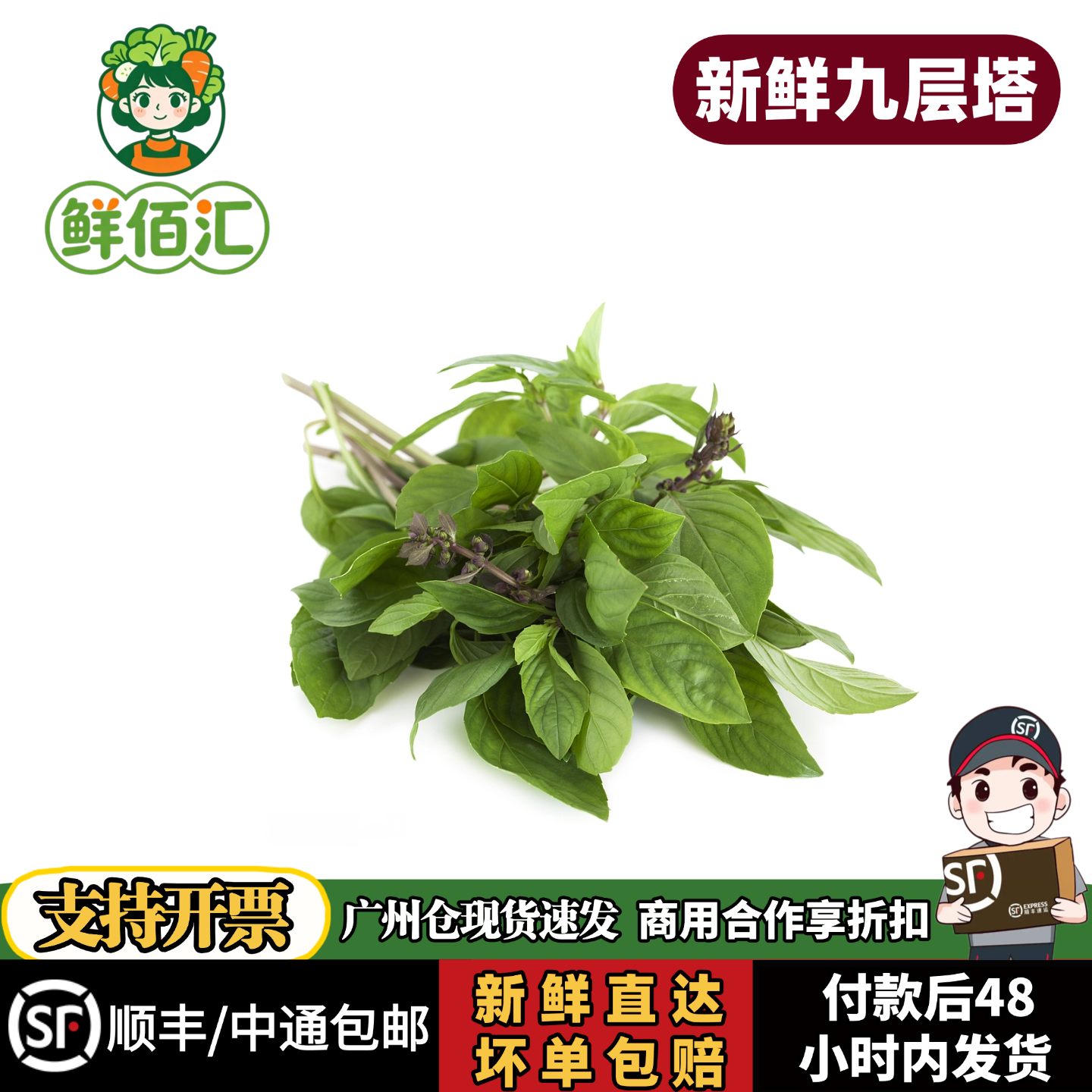 新鲜九层塔食用罗勒叶潮汕金不换三杯鸡泰式打抛饭材料冬阴功香料