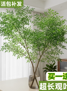 南天竹客厅水培绿植室内好养易活