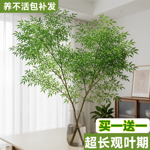 南天竹客厅水培绿植室内好养易活