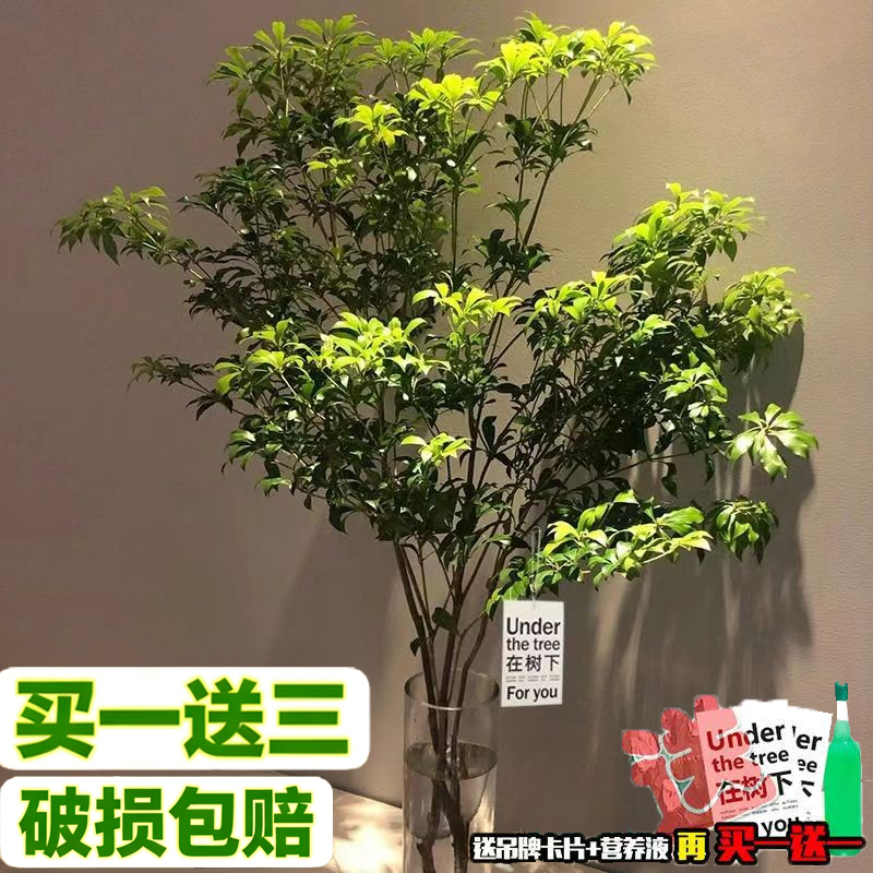 进口5A级马醉木水培植物鲜切枝条吊钟鲜活绿植盆栽室内客厅好养花