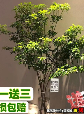 进口5A级马醉木水培植物鲜切枝条
