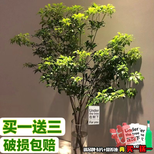 进口5A级马醉木水培植物鲜切枝条