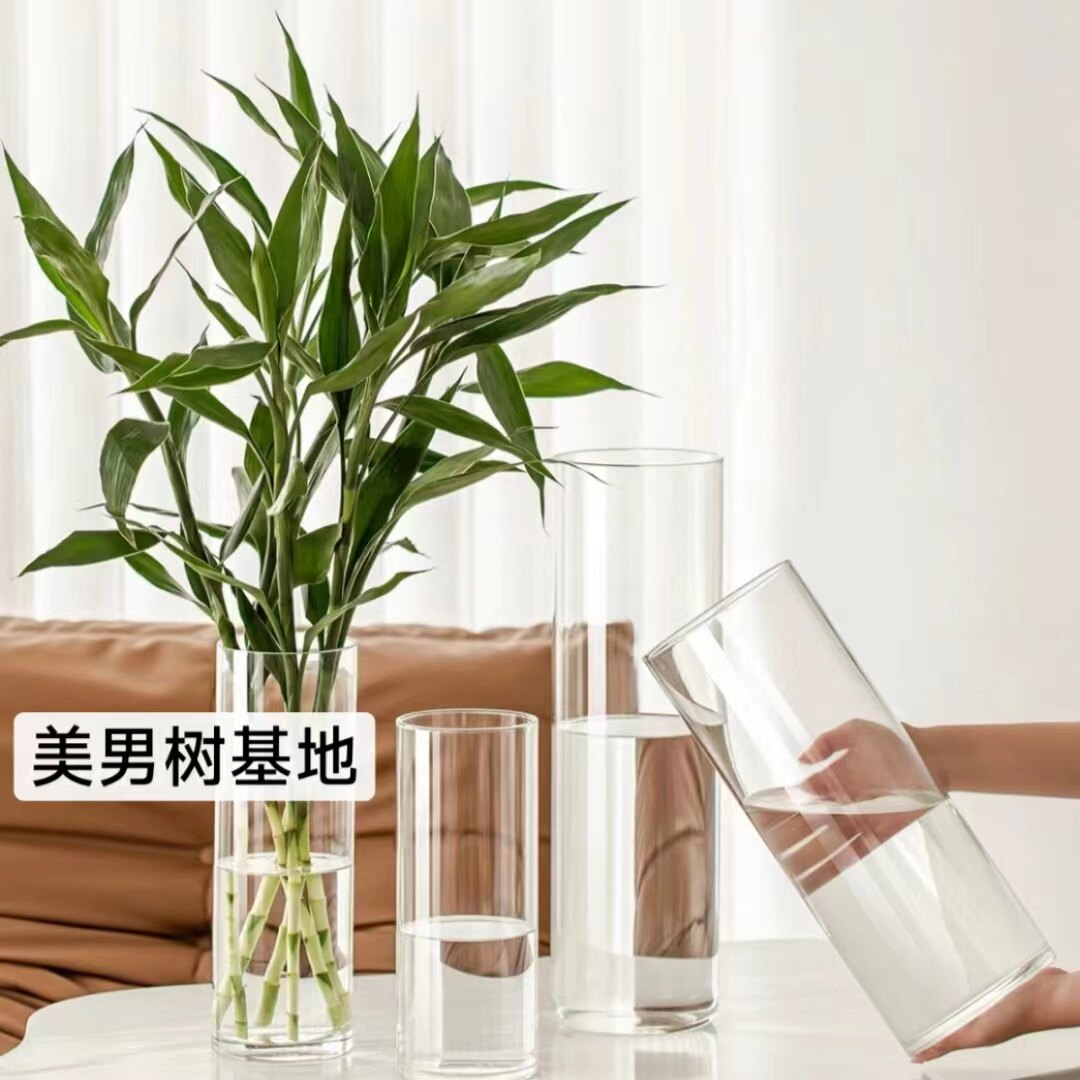简约透明直筒玻璃花瓶水养美男树马醉木鲜花桌面大号花瓶