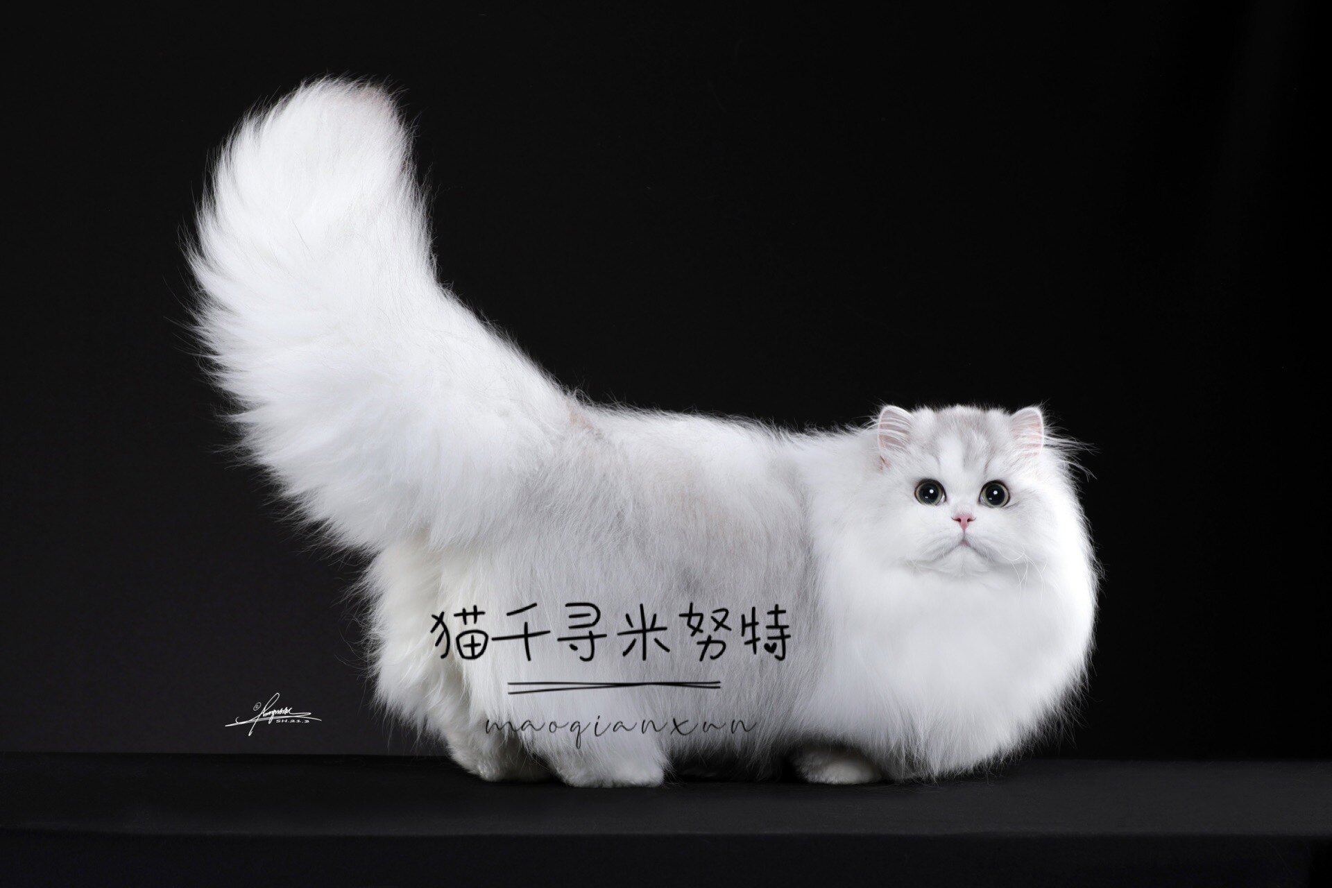 银白拿破仑米努特短腿矮脚猫