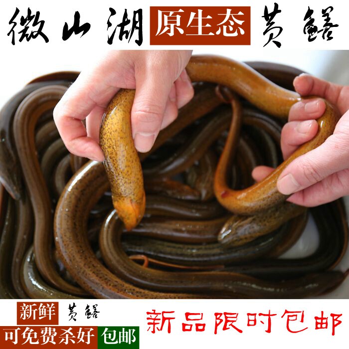 微山湖鲜活现杀黄鳝长鱼新鲜原生态鳝鱼滋补鳝鱼长鱼黄鳝丝包邮