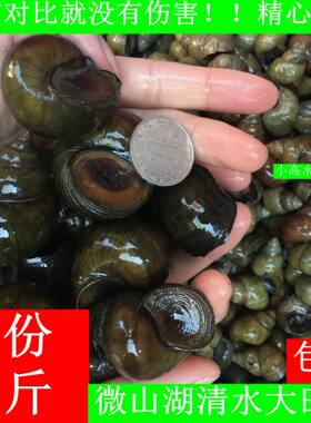微山湖新鲜大田螺鲜活