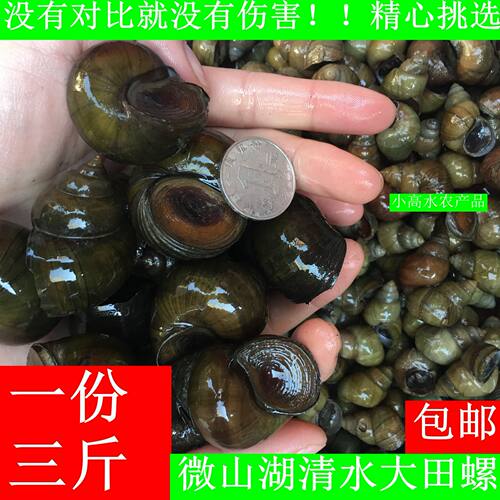 微山湖新鲜大田螺鲜活