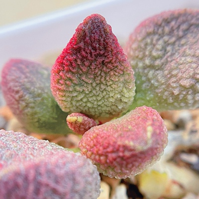 奶油草莓水泡 多肉植物 天锦章 奇趣 叶片 叶插苗 一物一拍 新品