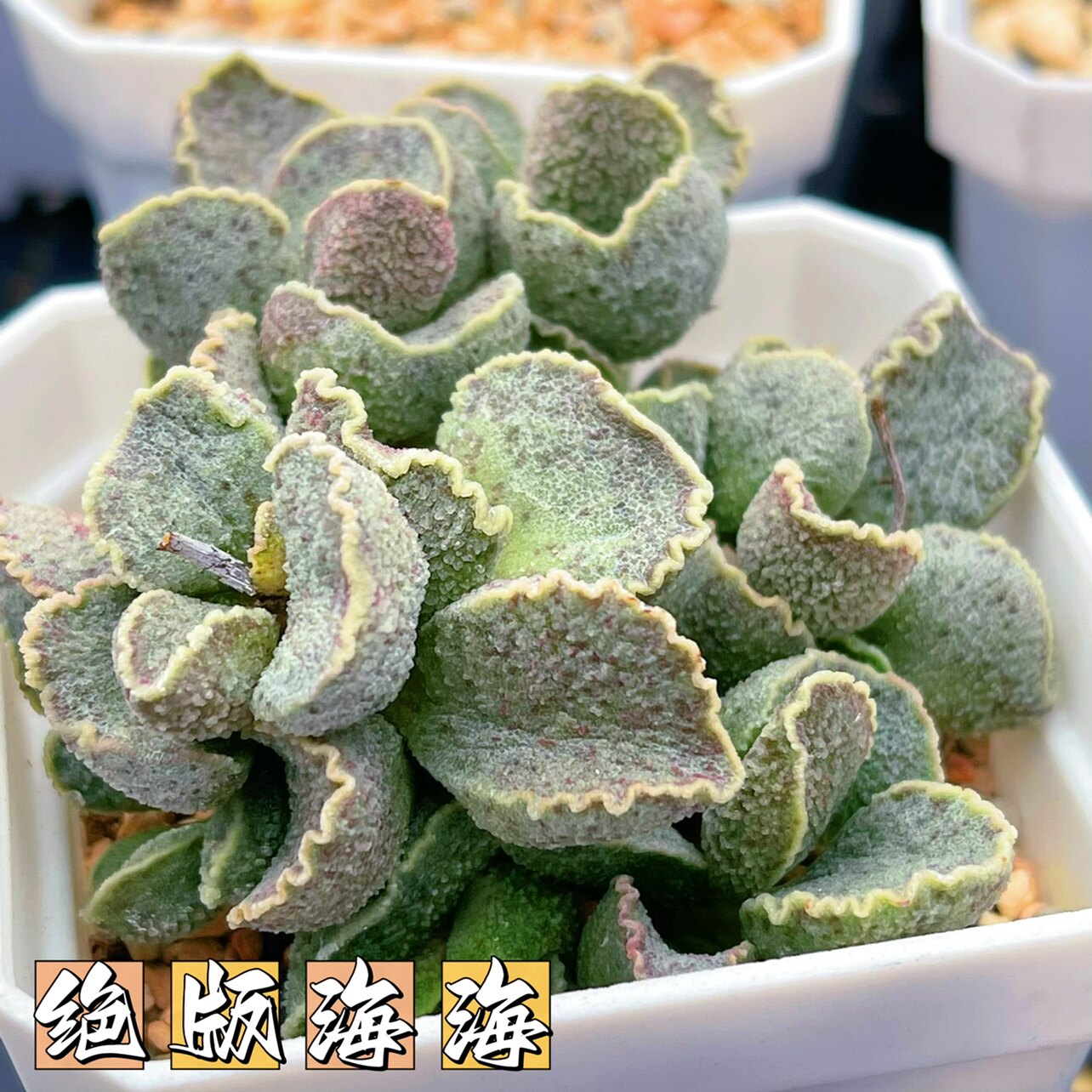 花螺水泡多肉 叶片 叶插苗 一物一拍 正版品种 新品稀有 水泡植物