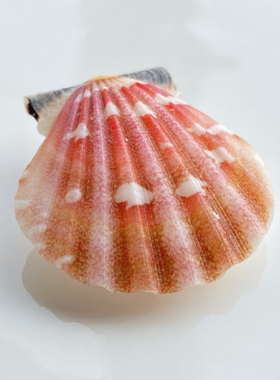 【云娇海扇蛤】天然海胆海螺精品标本螺家居收藏级海洋生物科普摆