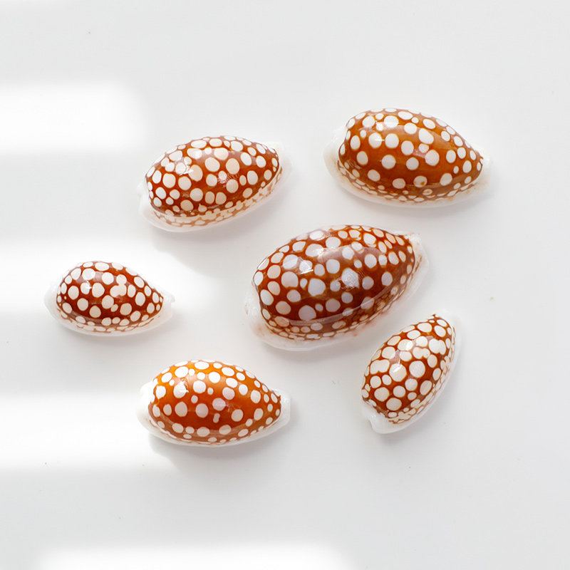 花鹿宝螺天然标本海螺收藏贝壳鱼缸水族造景装饰地中海家居摆件