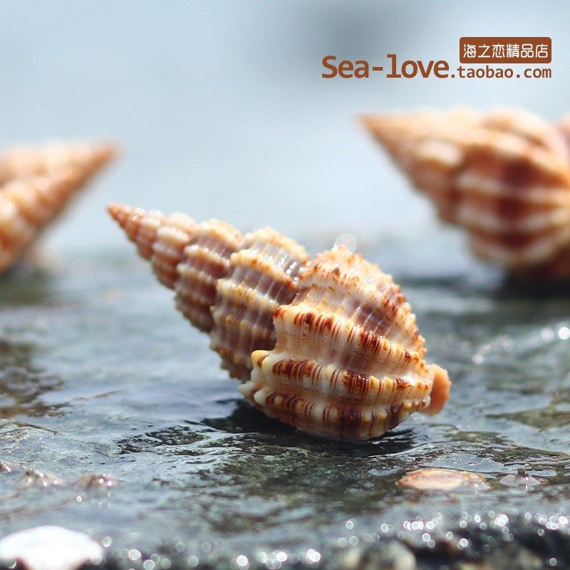 黑白麻螺 天然贝壳海螺鱼缸造景装饰漂流瓶创意diy材料微景观盆栽